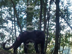 Langka! Induk dan Anakan Macan Tutul Terekam Kamera di TNBTS