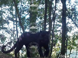 2 Ekor Macan Tutul Terekam Kamera di Kawasan TN Bromo Tengger Semeru