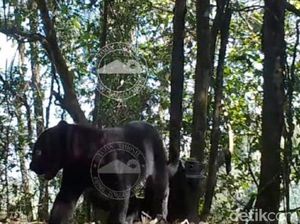 Macan Tutul di TNBTS Kini Predator Terbesar Usai Harimau Jawa Punah Macan Tutul di TNBTS Kini Predator Terbesar Usai Harimau Jawa Punah