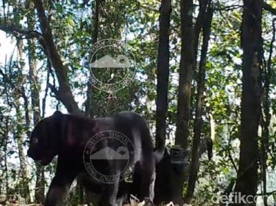 Penampakan Macan Tutul Terekam di TNBTS