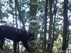 Momen Langka! Induk dan Anak Macan Tutul Terekam Kamera TNBTS