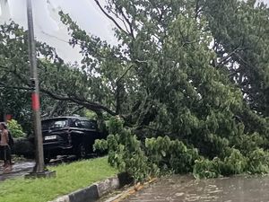 Pohon Tumbang Timpa Mobil di Jalan Poros Barru-Pangkep, Sopir Terluka