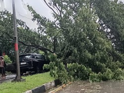 Pohon Tumbang Timpa Mobil di Jalan Poros Barru-Pangkep, Sopir Terluka