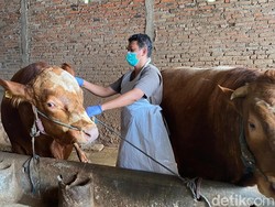 Ratusan Sapi di Kota Blitar Dapat Vaksin PMK