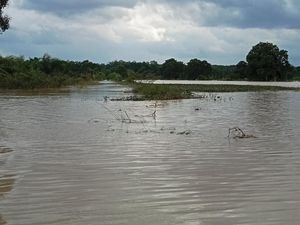 Terendam Banjir, 2.429 Hektare Sawah di Lampung Timur Jadi Danau Terendam Banjir, 2.429 Hektare Sawah di Lampung Timur Jadi Danau