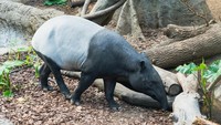 Mengapa Tapir Dilindungi? Ini Alasan, Aturan, dan Sanksinya
