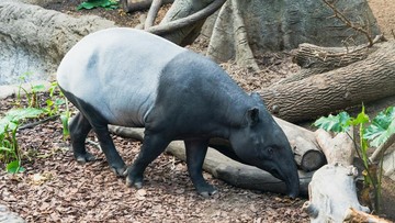 Mengapa Tapir Dilindungi? Ini Alasan, Aturan, dan Sanksinya