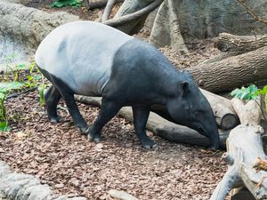 Bolehkah Mengonsumsi Daging Tapir? Ini Kata MUI Bolehkah Mengonsumsi Daging Tapir? Ini Kata MUI