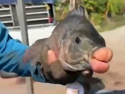 Nelayan Temukan Ikan Nila Aneh dengan Bibir ala Suntik Filler