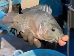 Ikan Nila Ini Aneh Banget, Bibirnya Seperti Orang Habis Suntik Filler