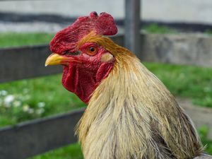 Apa Fungsi Jengger Ayam? Ternyata Bukan Sekadar Aksesoris Kepala Apa Fungsi Jengger Ayam? Ternyata Bukan Sekadar Aksesoris Kepala