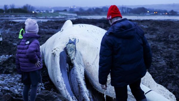 Paus Sirip Mati Terdampar di Dungarvan Irlandia