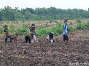 Memanfaatkan Lahan Tidur di Cirebon dengan Penanaman Jagung
