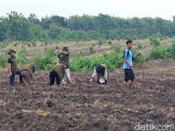 Memanfaatkan Lahan Tidur di Cirebon dengan Penanaman Jagung