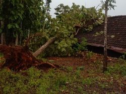 Gunungkidul Dilanda Angin Kencang, Puluhan Pohon Tumbang