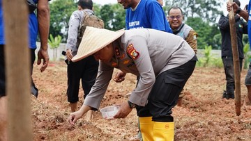 Jagung Raksasa Tumbuh di Bekasi, Polda Metro Jamin Ketahanan Pangan