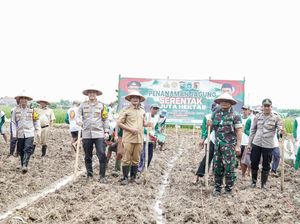 56 Ha Lahan di Lamongan Ditargetkan Ditanami Jagung di Tahun 2025