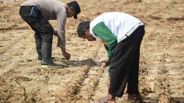 Potret Penanaman Jagung Dalam Rangka Percepatan Swasembada Pangan