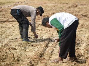 Potret Penanaman Jagung Dalam Rangka Percepatan Swasembada Pangan
