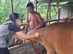 Pemkot Denpasar Gencarkan Vaksinasi PMK, 200 Sapi Telah Divaksin