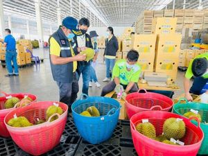 Ikan Kerapu 128 Kg Ludes Terjual hingga Durian Thailand Pakai Pewarna Kimia Ikan Kerapu 128 Kg Ludes Terjual hingga Durian Thailand Pakai Pewarna Kimia