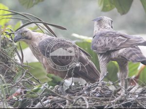 Dua Elang Jawa Dilepasliarkan di TWA Kawah Kamojang Hari Ini Dua Elang Jawa Dilepasliarkan di TWA Kawah Kamojang Hari Ini