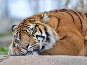 Petaka Flash Kamera Wisatawan Sebabkan Harimau Buta