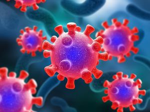 Virus Hanta Ditemukan di NTT, Kenali Gejala dan Cara Mencegahnya Virus Hanta Ditemukan di NTT, Kenali Gejala dan Cara Mencegahnya
