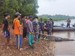 Buaya dari Penangkaran yang Jebol di Batam Ditangkap Lagi, Sudah 35 Ekor