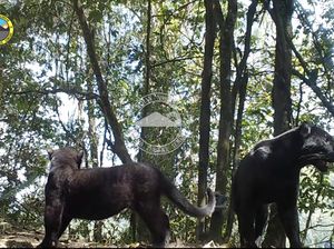 Si Hitam Raja Hutan Taman Nasional Bromo Tengger Semeru