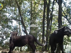 Si Hitam Raja Hutan Taman Nasional Bromo Tengger Semeru