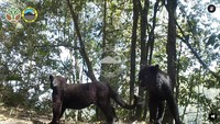 Nasib Pilu 2 Hewan Predator Paling Ganas di Jawa, Ada yang Sudah Punah