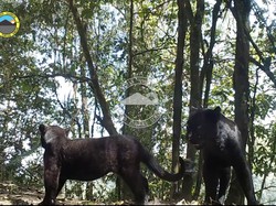 Mengintip Kehidupan Macan Tutul Jawa di TN BTS