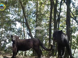 Mengintip Kehidupan Macan Tutul Jawa di TN BTS Mengintip Kehidupan Macan Tutul Jawa di TN BTS