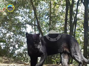 Foto Macan di Kawasan Bromo