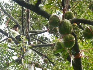 Penghasil Terbanyak Se-Indonesia, Ini 10 Jenis Durian di Jawa Timur Penghasil Terbanyak Se-Indonesia, Ini 10 Jenis Durian di Jawa Timur