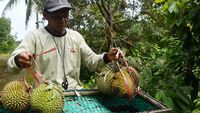 Mengintip Panen Durian di Lereng Gunung Wilis