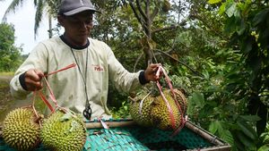 Mengintip Panen Durian di Lereng Gunung Wilis