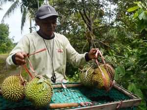 Mengintip Panen Durian di Lereng Gunung Wilis