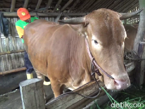 1.120 Sapi di Lumajang Terjangkit PMK, 79 Ekor di Antaranya Mati