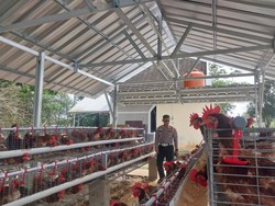 Polisi di Babel Beternak Ayam demi Dukung Ketahanan Pangan-Atasi Stunting
