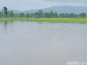 29 Hektare Sawah di Trucuk Klaten Masih Terendam Banjir, Petani Pasrah 29 Hektare Sawah di Trucuk Klaten Masih Terendam Banjir, Petani Pasrah