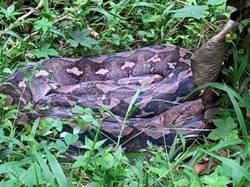 Momen Menegangkan Petani di Lutra Duel Lawan Piton 7 Meter