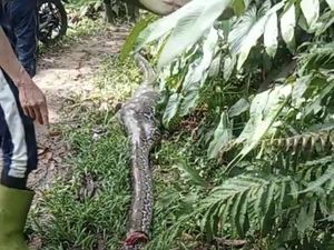 Mangsa Anak Sapi, Ular Piton Ukuran 5 Meter Ini Mati Ditebas Warga