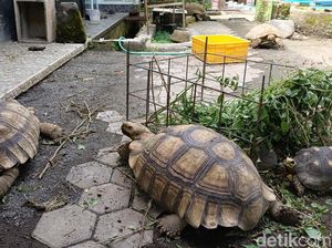 Bajuku Itu Hewan Apa? Ini Pengertian Beserta 5 Fakta Menariknya Bajuku Itu Hewan Apa? Ini Pengertian Beserta 5 Fakta Menariknya