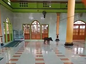 Geger Babi Hutan Masuk ke Masjid di Cianjur