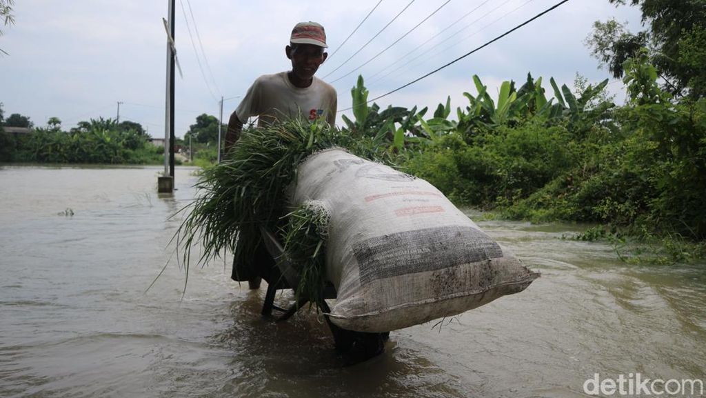 270 KK di Bojongoro Terisolir Akibat Banjir Bengawan Solo 270 KK di Bojongoro Terisolir Akibat Banjir Bengawan Solo