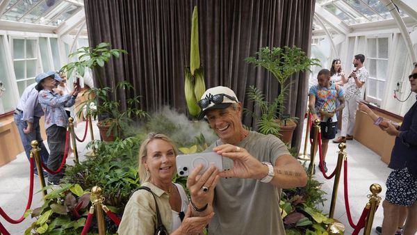 Bunga Bangkai Jadi Primadona Royal Botanic Gardens Sydney