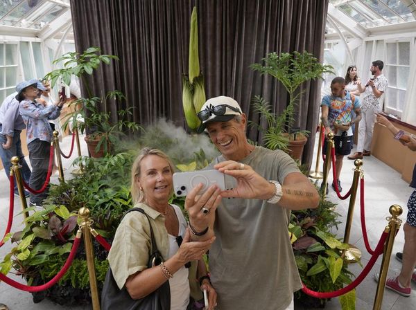 Bunga Bangkai Jadi Primadona Royal Botanic Gardens Sydney