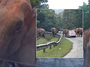 Mobil Pasrah Dikepung Kawanan Gajah